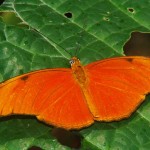Orange Julia Butterfly