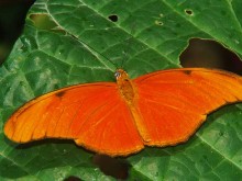 Orange Julia Butterfly