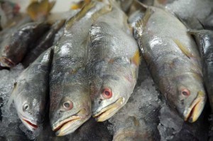Corvina