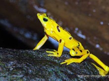 Golden Frog